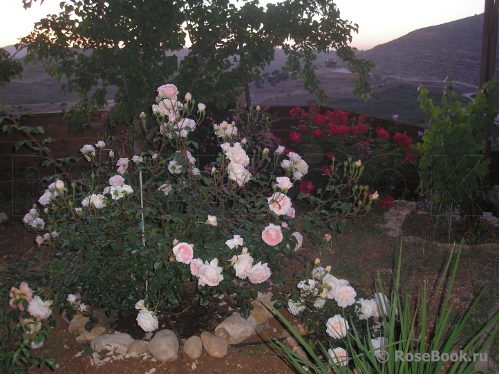 Abraham Darby