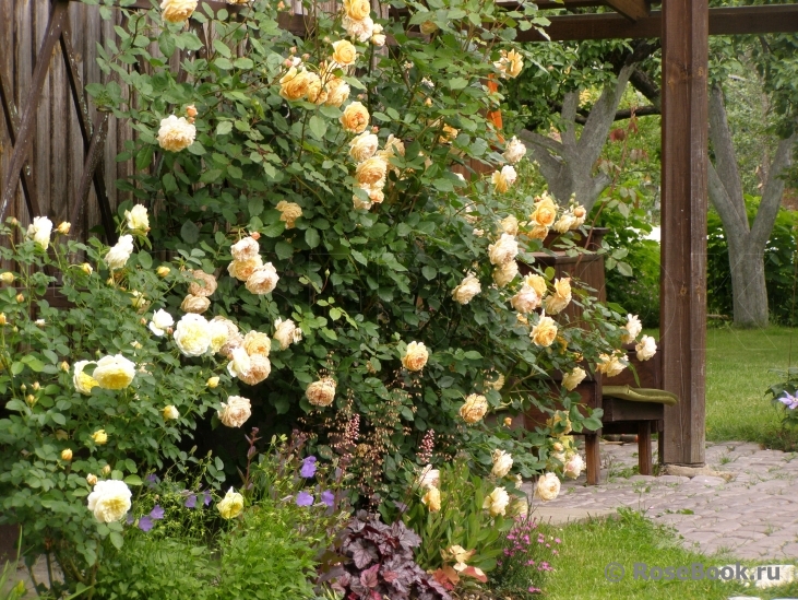 Crown Princess Margareta®