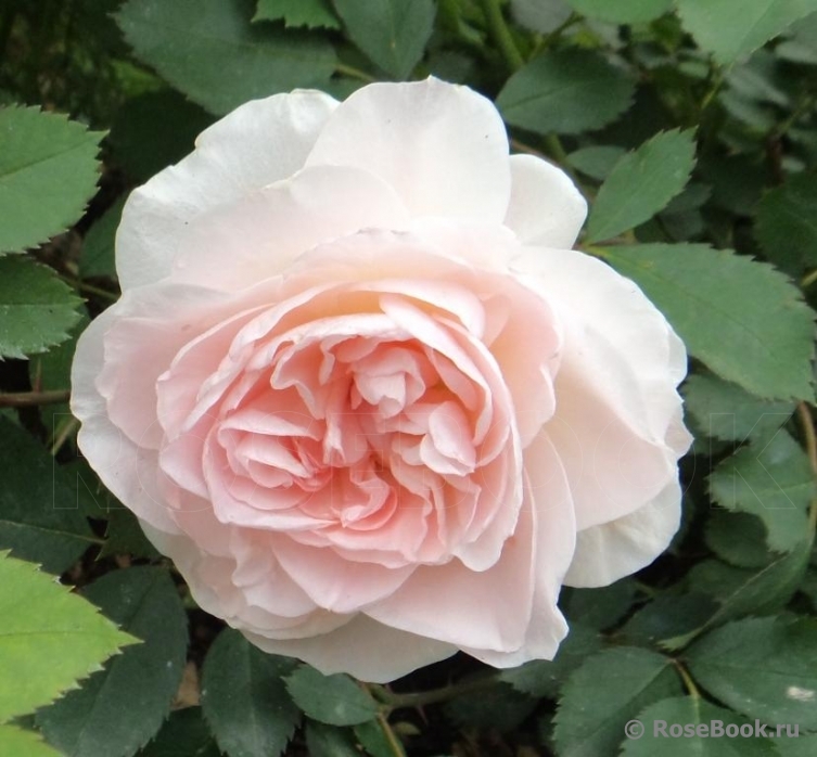 Abraham Darby