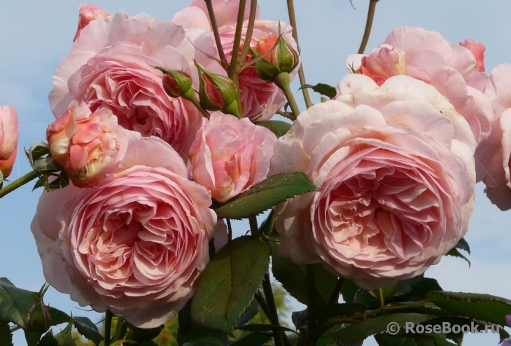 A Shropshire Lad