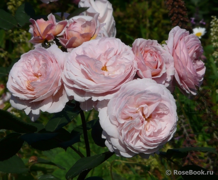 A Shropshire Lad