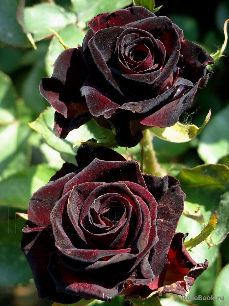 Black Baccara