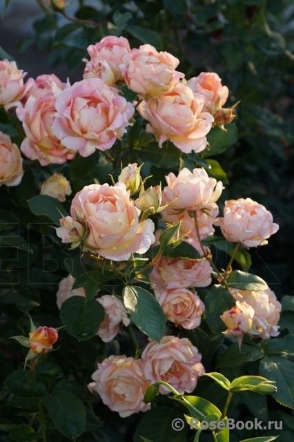 Rose des Cisterciens 