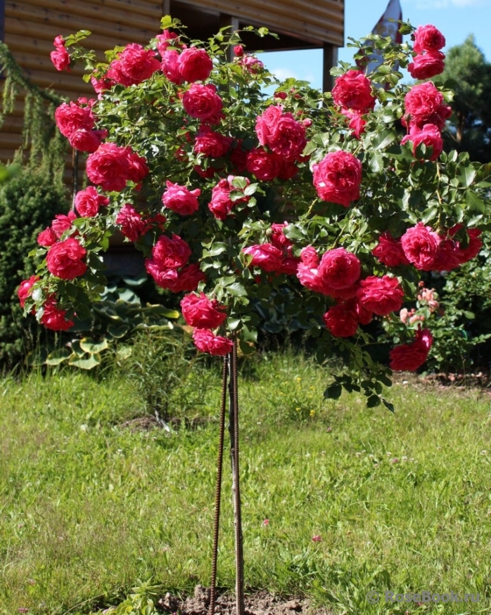 Rosarium Uetersen