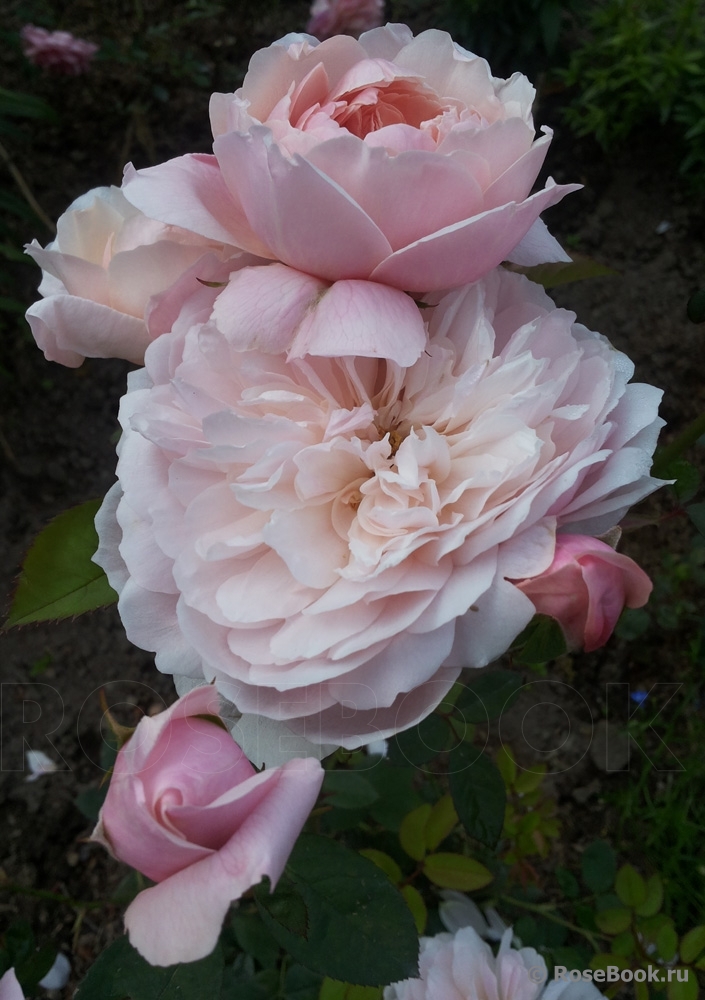 The Alnwick Rose