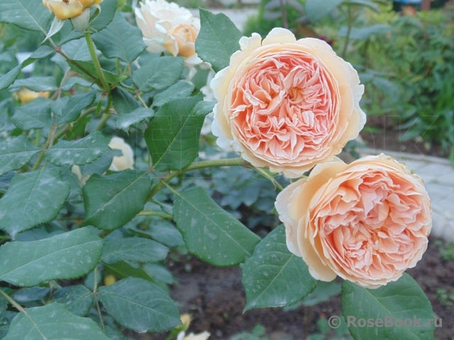 Crown Princess Margareta®