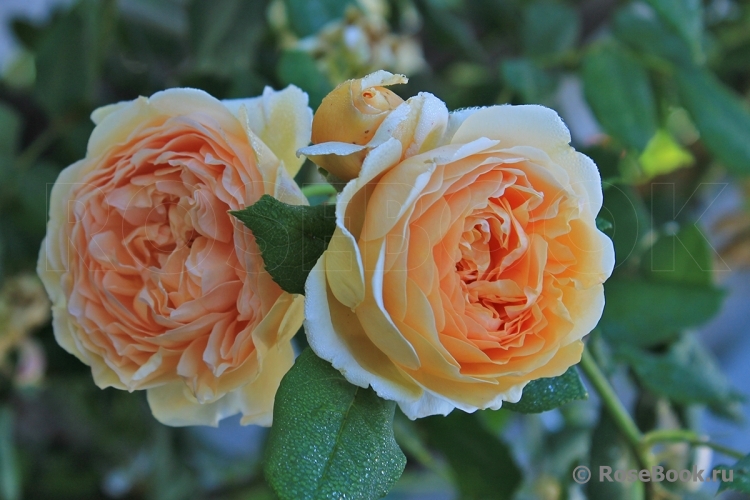 Crown Princess Margareta®