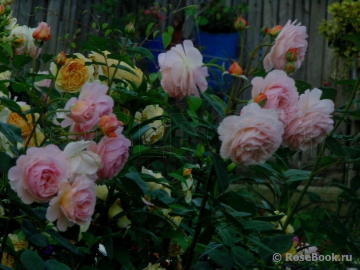 A Shropshire Lad