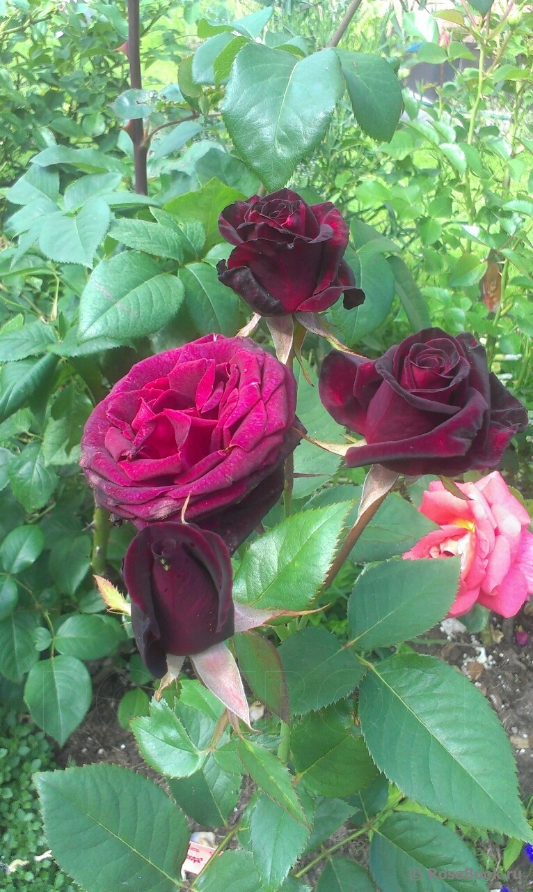 Black Baccara