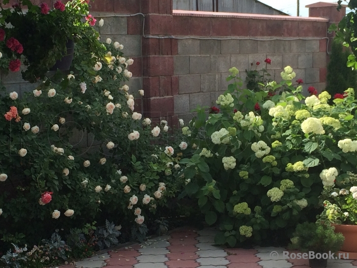 Mon Jardin et Ma Maison