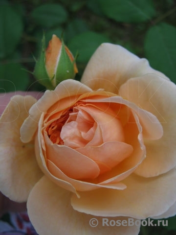 Crown Princess Margareta®