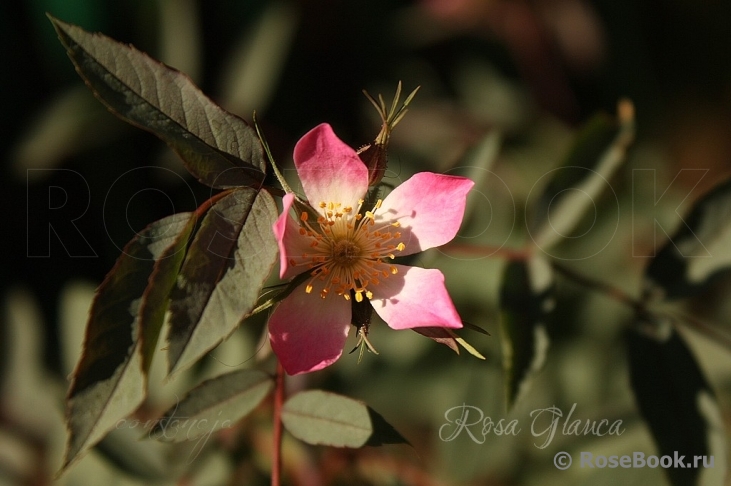 Rosa glauca 