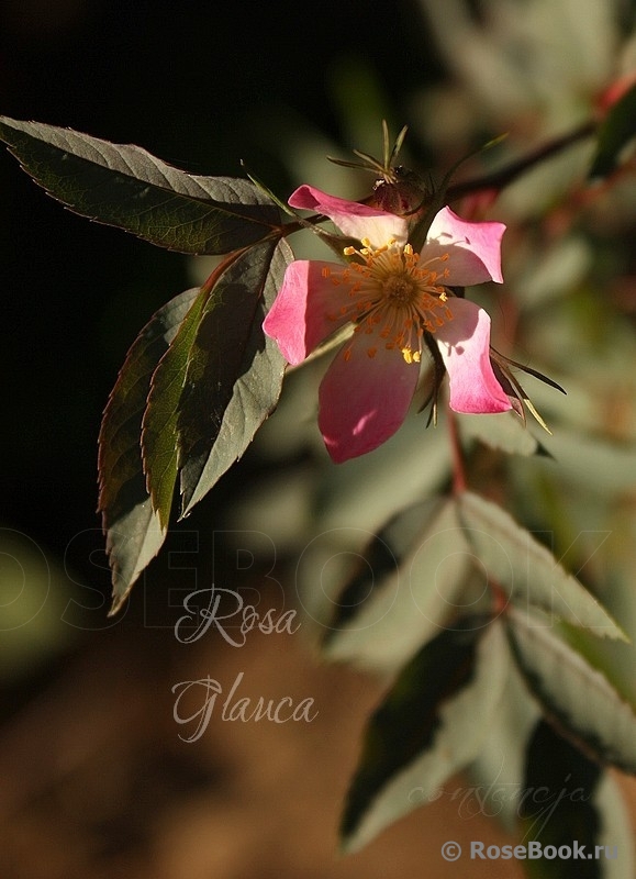 Rosa glauca 