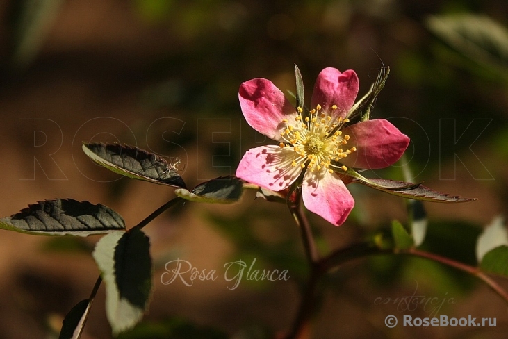 Rosa glauca 