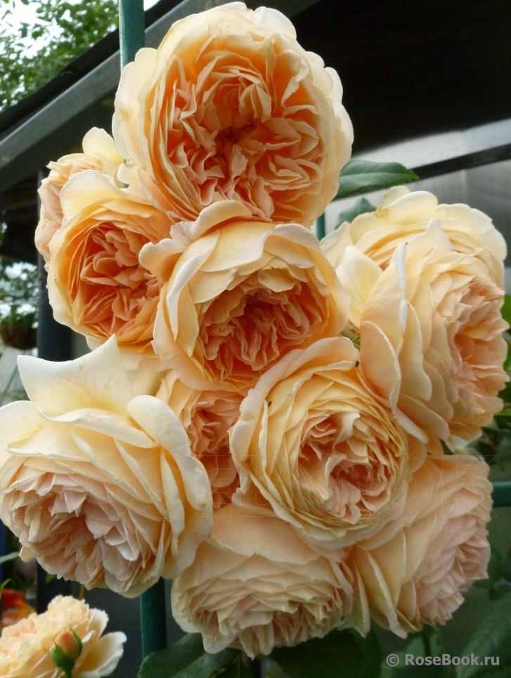 Crown Princess Margareta®