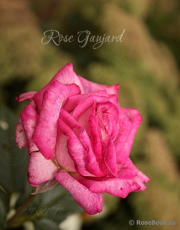 Rose Gaujard  