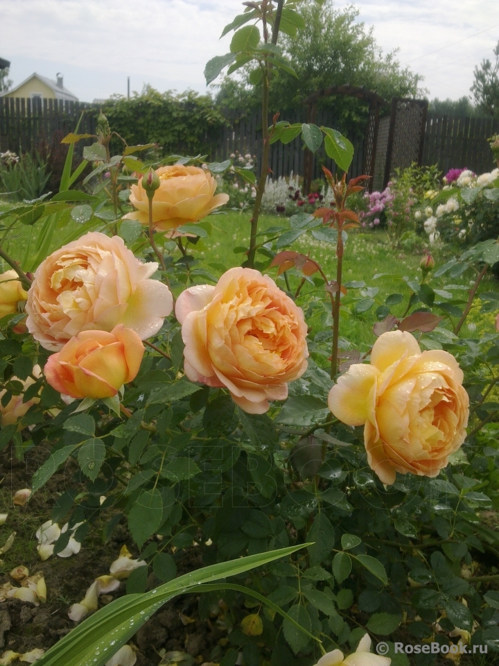 Lady of Shalott 