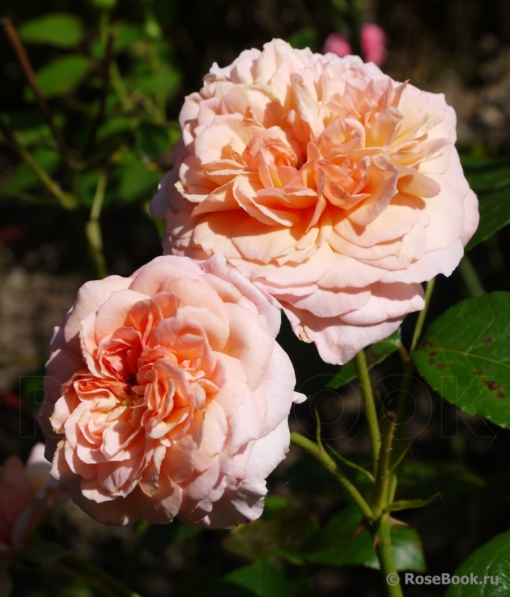 Rose de Cornouaille ®