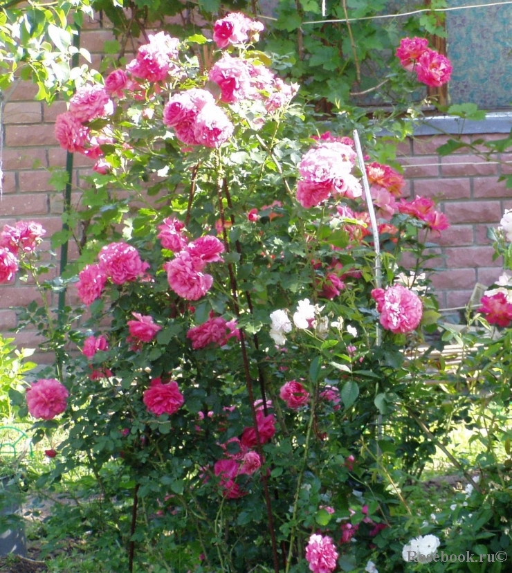 Rosarium Uetersen