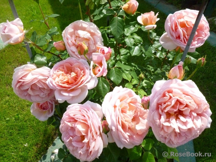 Abraham Darby