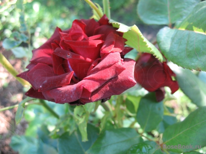 Black Baccara