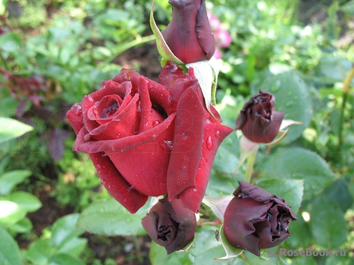 Black Baccara