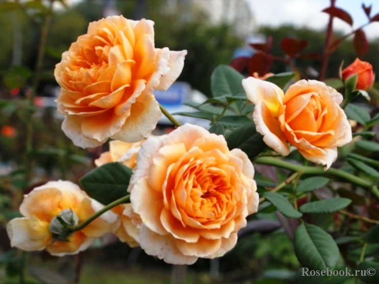 Crown Princess Margareta®