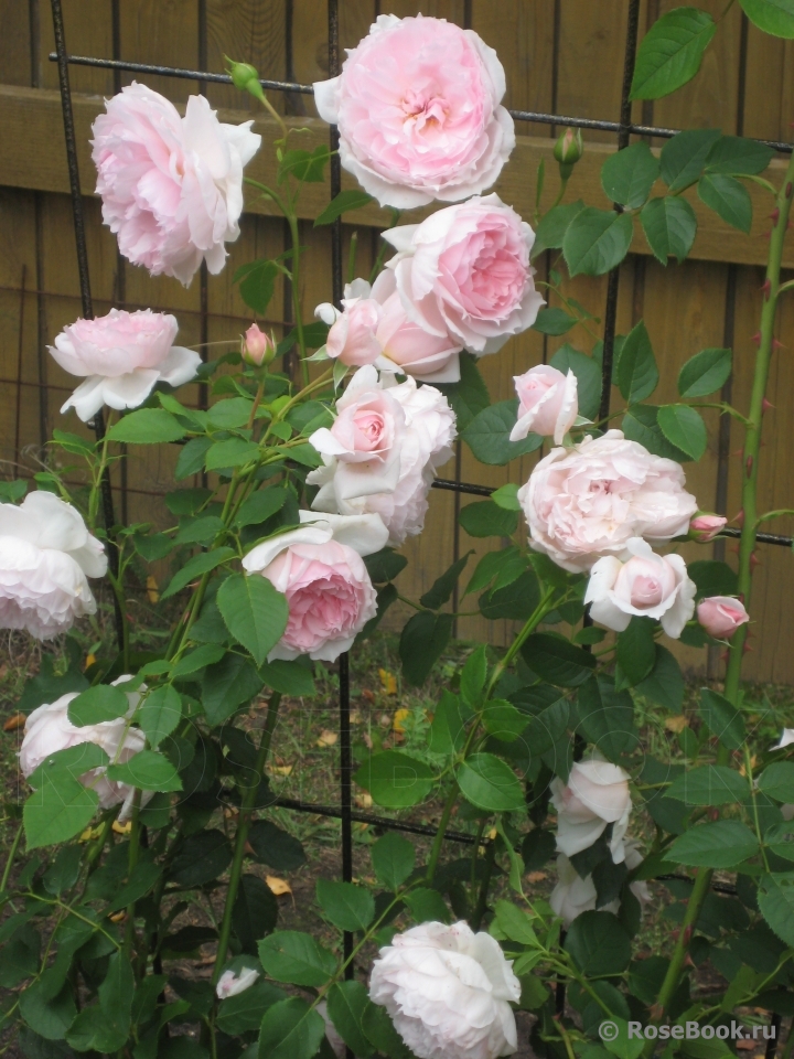 The Wedgwood Rose