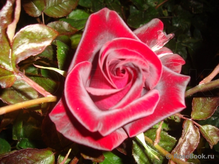 Black Baccara