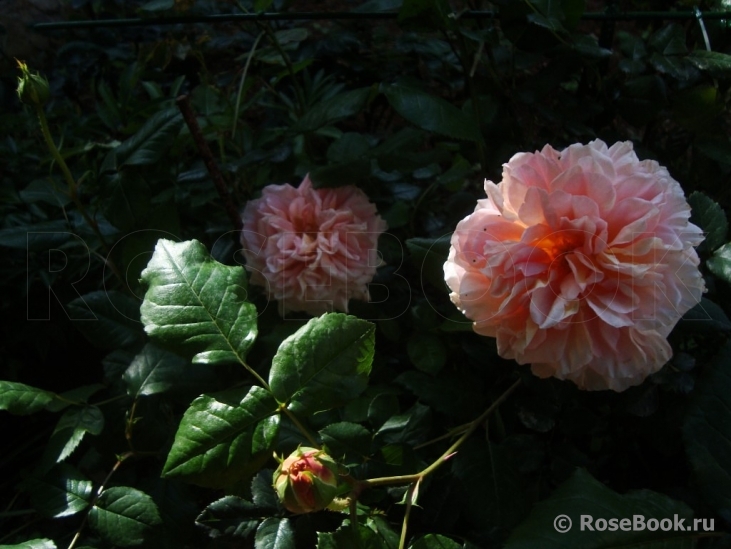 Abraham Darby