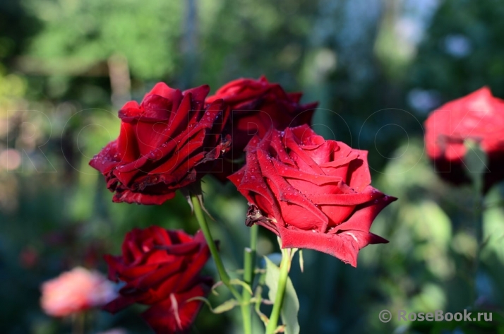 Lovely Red