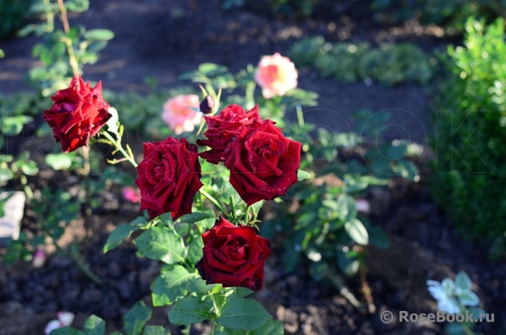 Lovely Red