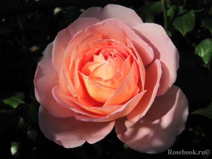 Abraham Darby