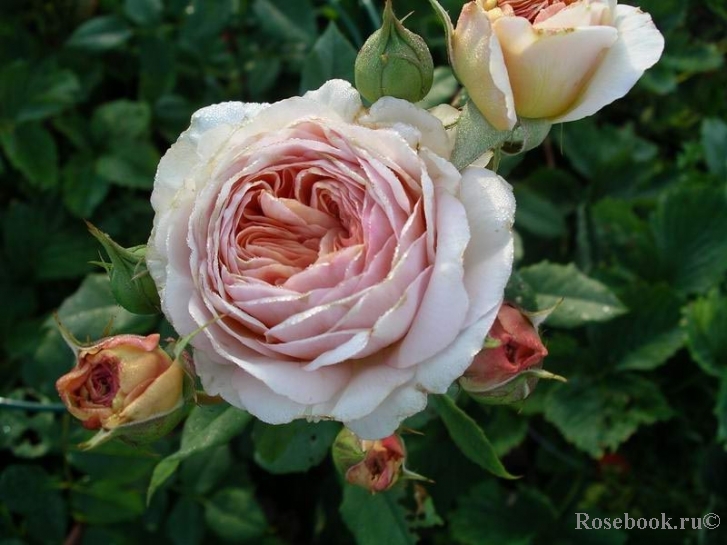 A Shropshire Lad