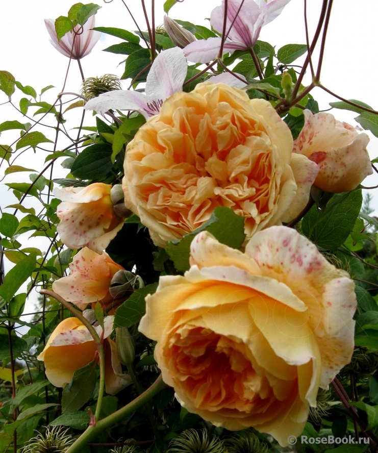 Crown Princess Margareta®