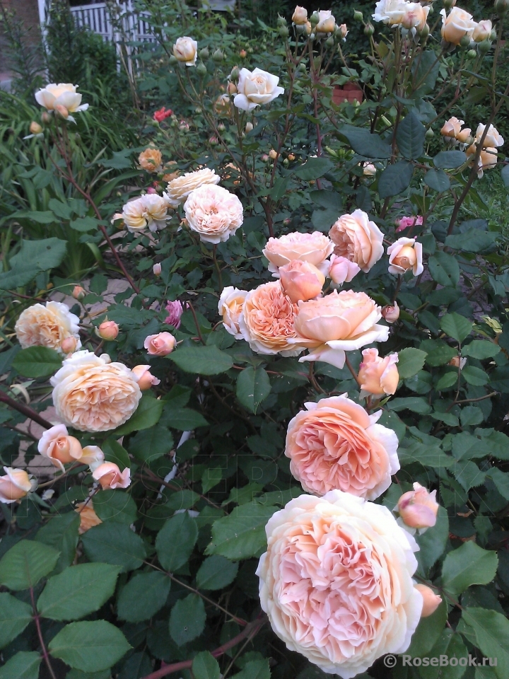 Crown Princess Margareta®