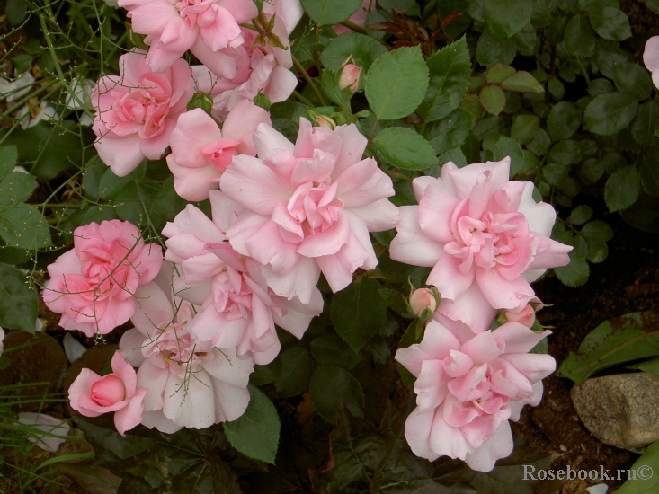 Bordure Rose