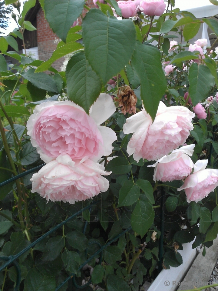 The Wedgwood Rose