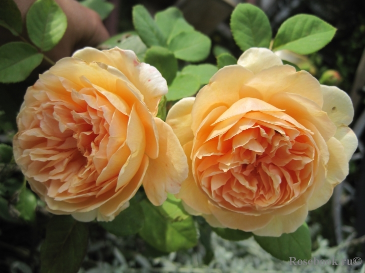 Crown Princess Margareta®