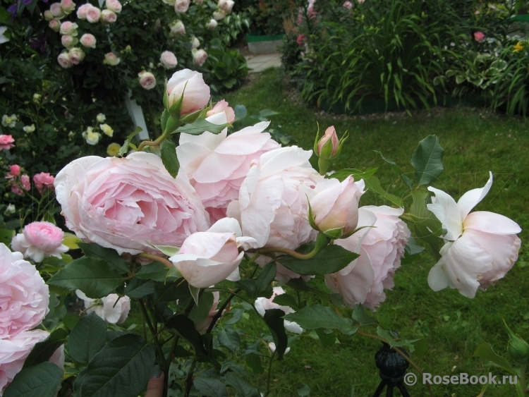 The Wedgwood Rose