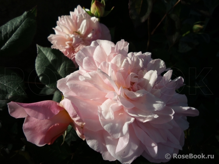 Pink Gruss an Aachen