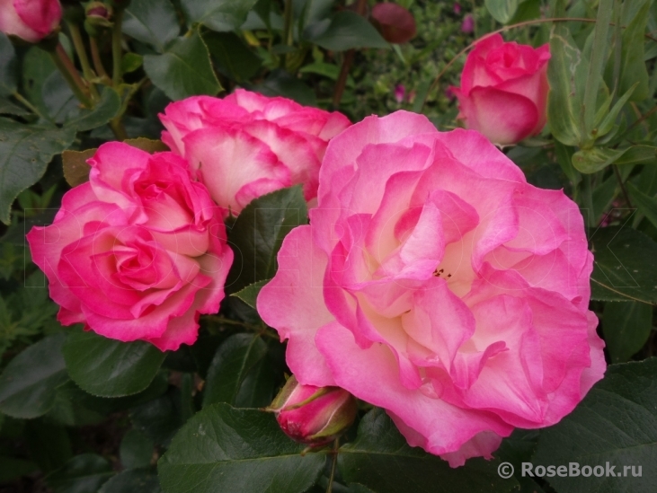 Bordure Rose 