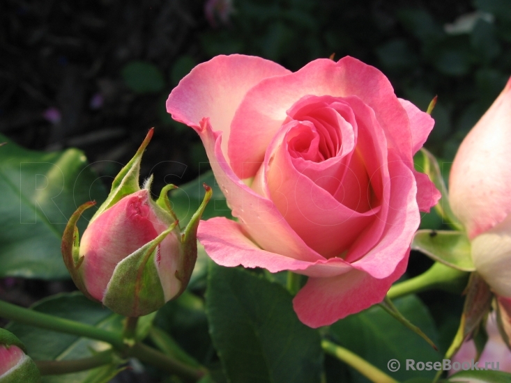 Bordure Rose 