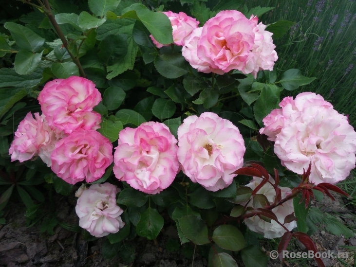 Bordure Rose 