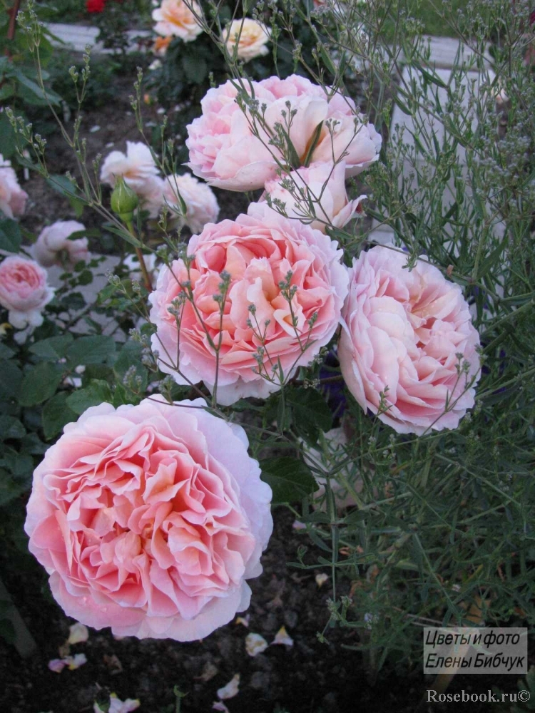 Abraham Darby