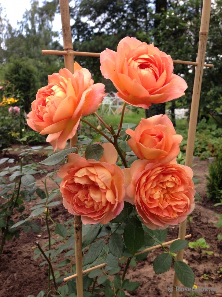 Lady of Shalott 