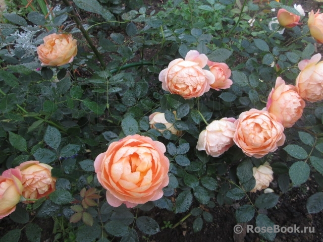 Lady of Shalott 