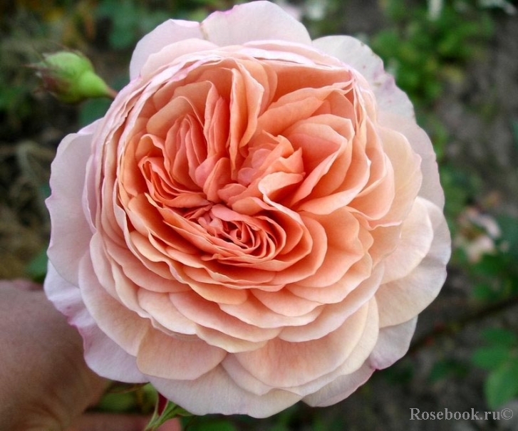 A Shropshire Lad