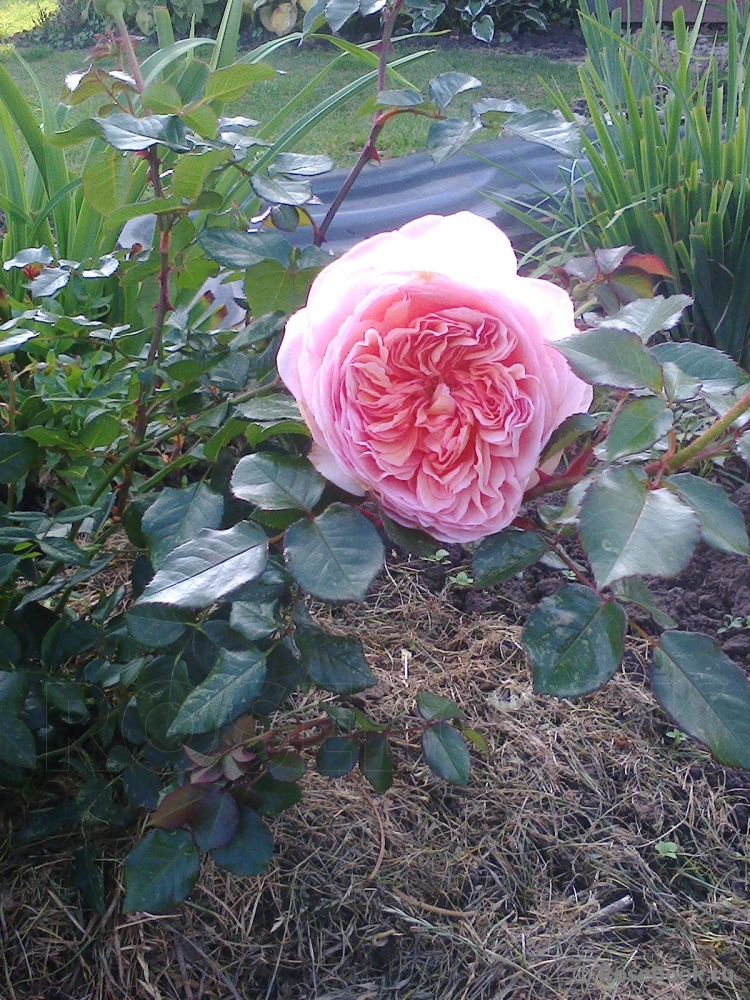 Abraham Darby