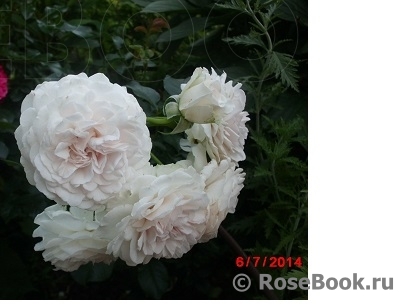 Great North Eastern Rose 